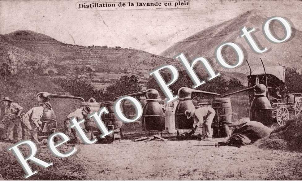 Distillation de la Lavande en plein air