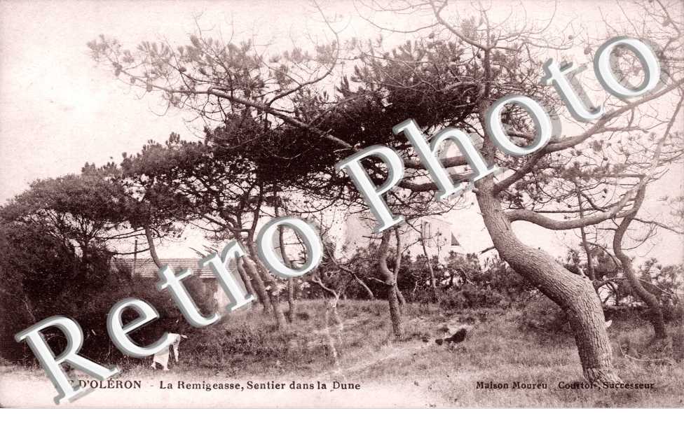 La Remigeasse, sentier dans les dunes
