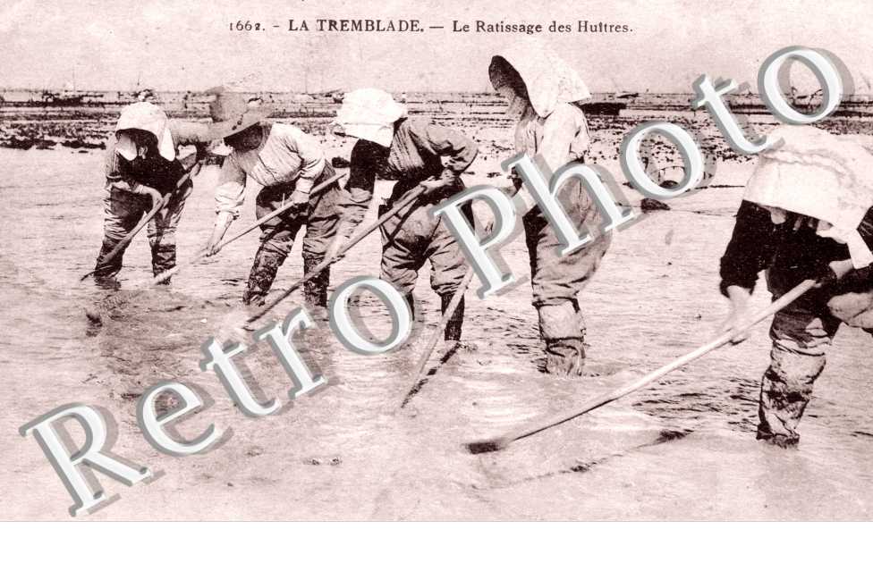 Le ratissage des Huitres