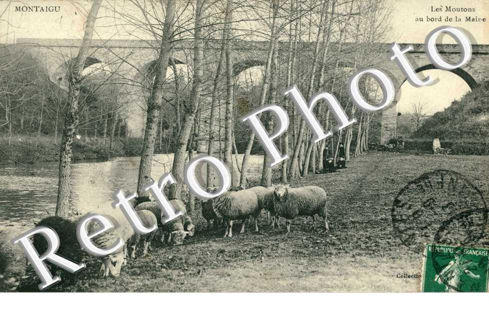 Les Moutons au bord de la Maine