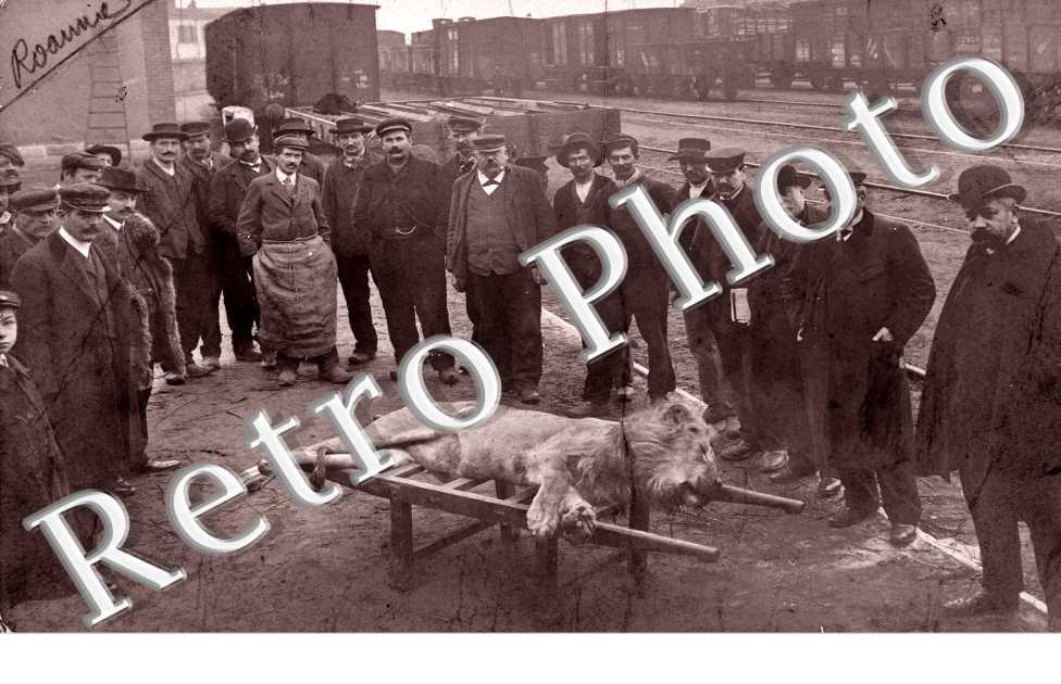 Epilogue d'une chasse au lion en gare de Roanne - 1906