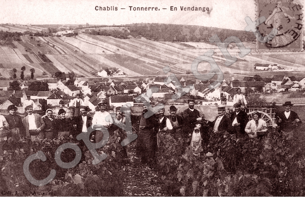 Chablis - Tonnerre, En Vendange