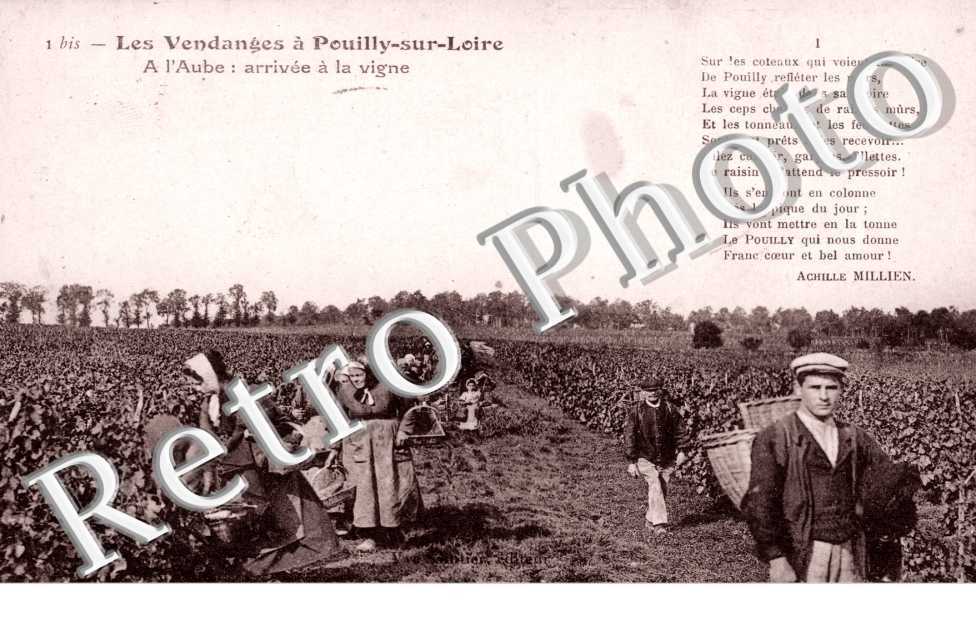 les Vendanges A l&#039;aube arrivee a la vigne