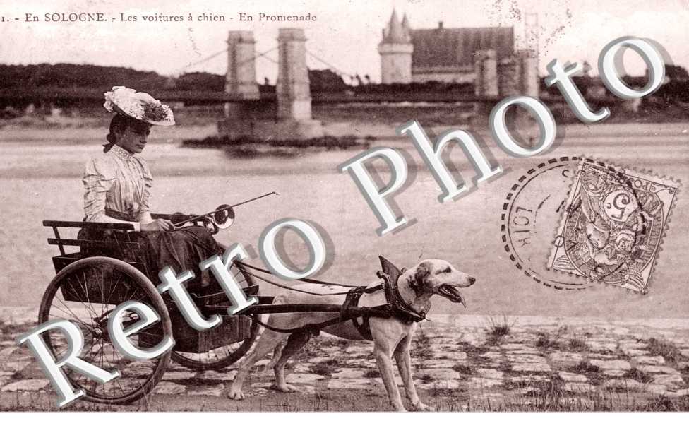 les voitures a chien