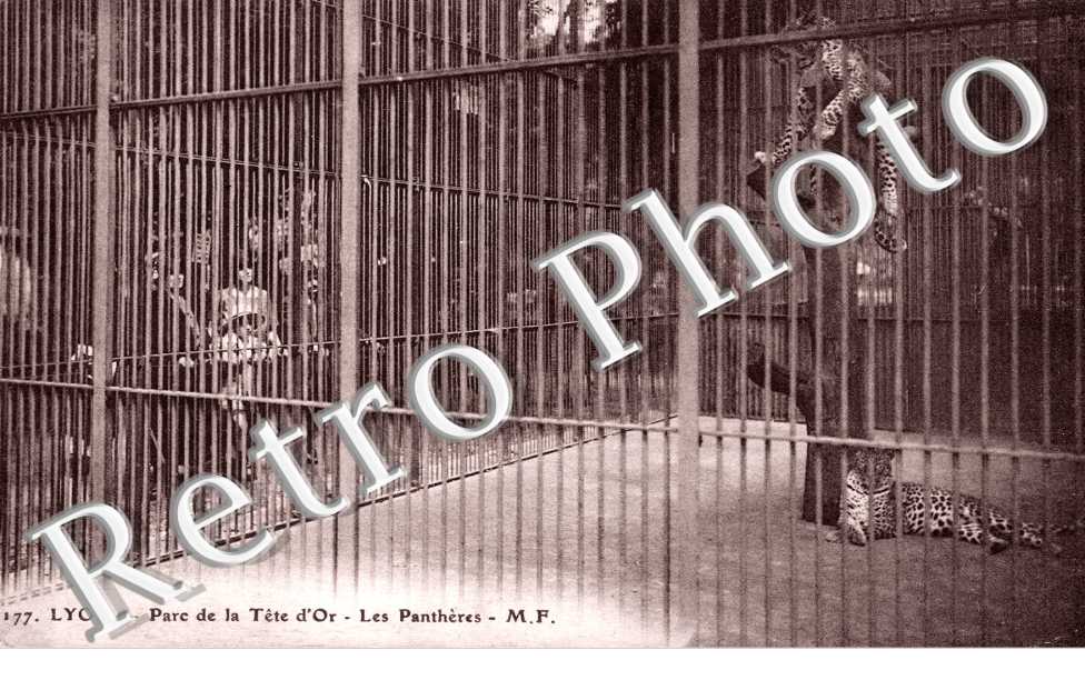 Parc de la Tete d&#039;Or - Les Pantheres
