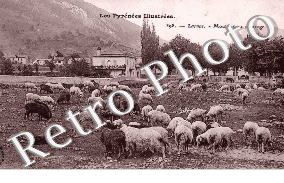 MOUTONS AU PATURAGE 