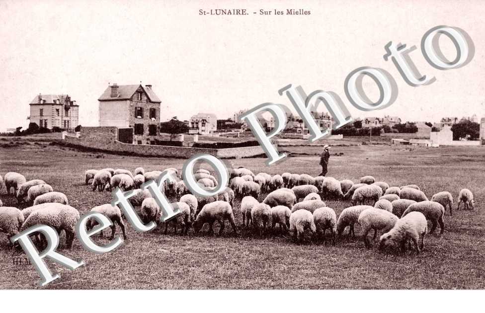 sur les mielles