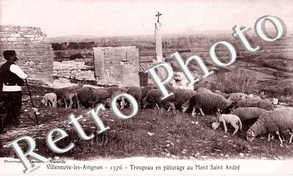 troupeau en paturage au mont saint andre