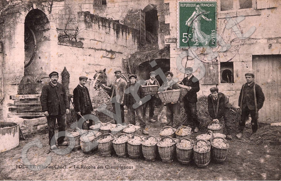 la recolte des champignons