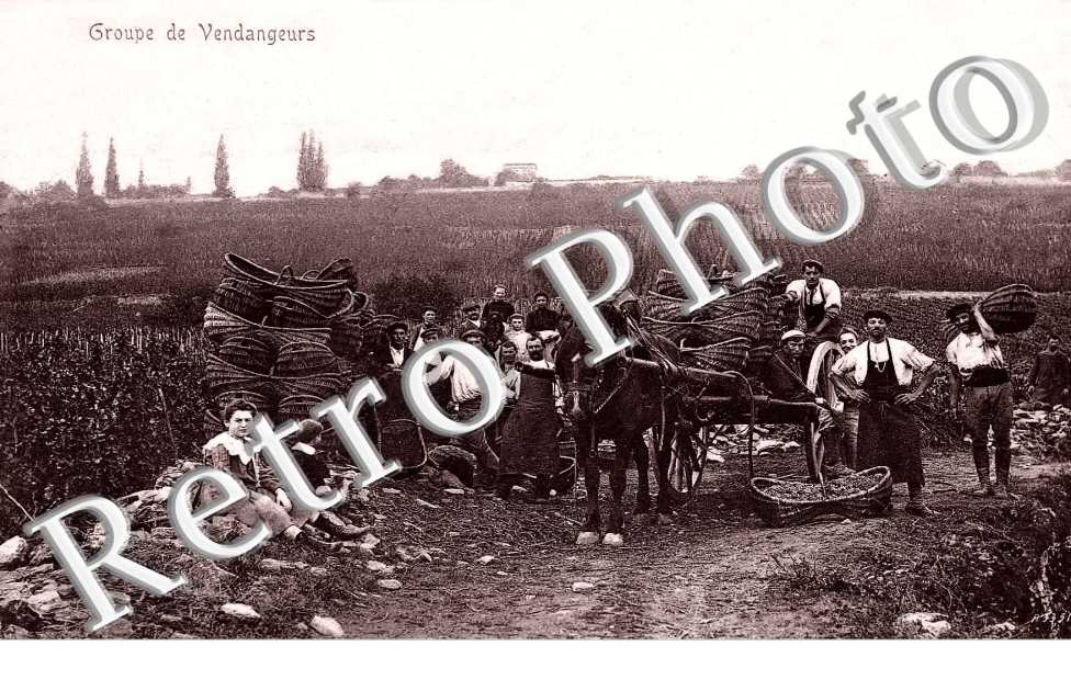 groupe de vendangeurs
