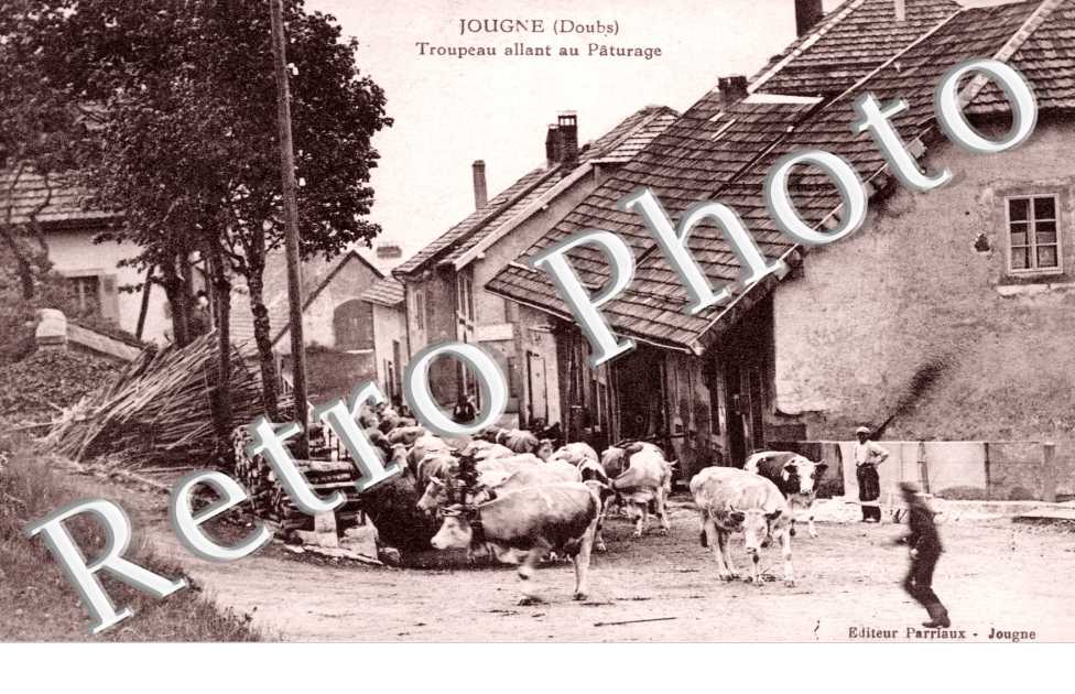 Troupeau allant au Paturage