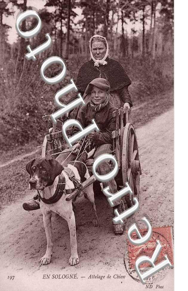 Attelage de chien