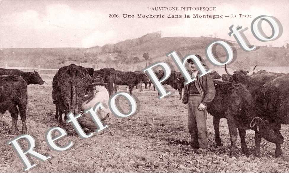 Une vacherie dans la montagne - La traite