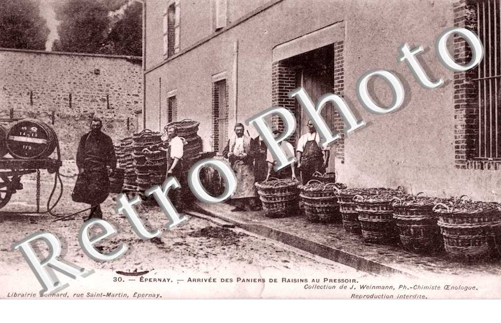 arrivée des paniers de raisins au pressoir