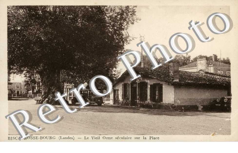 Le Vieil Orme Séculaire sur la Place