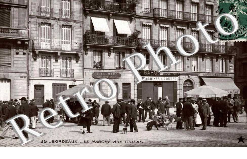 le marche aux chiens