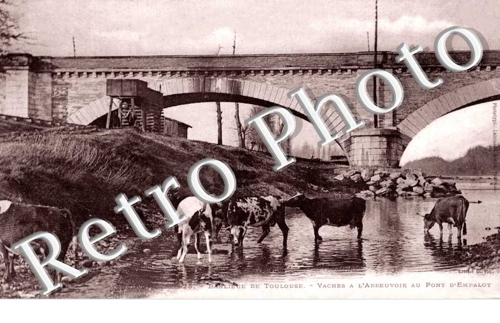 Vaches à l'abreuvoir au Pont d'Empalot