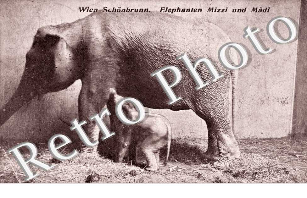 Elephanten Mizzi und Madi
