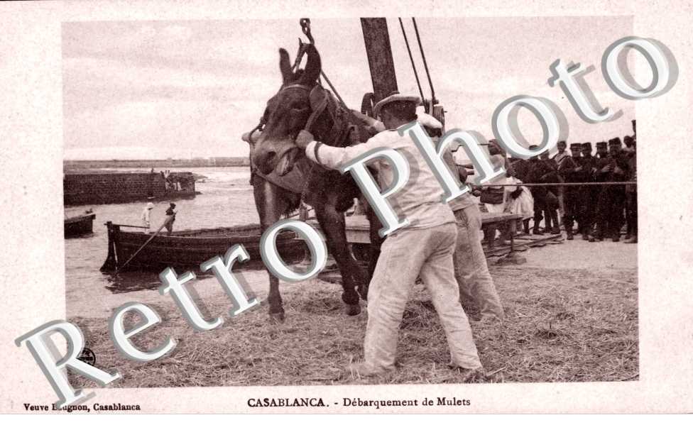 débarquement de mulets