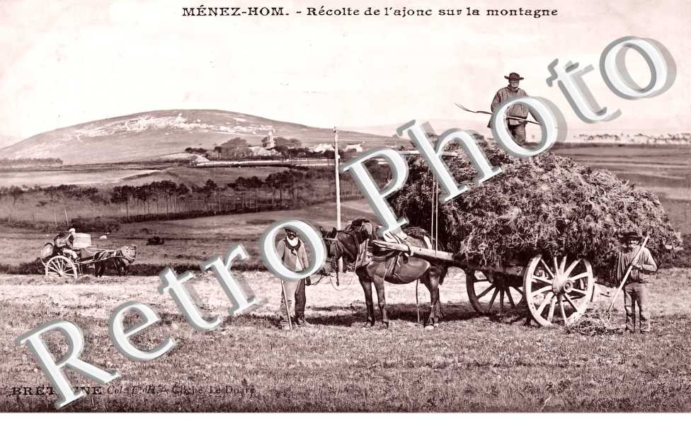 Ménez-Hom. Récolte de l&#039;ajonc sur la montagne