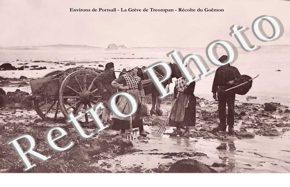 environs de PORTSALL. La grève de Treompan. Récolte du Goëmon