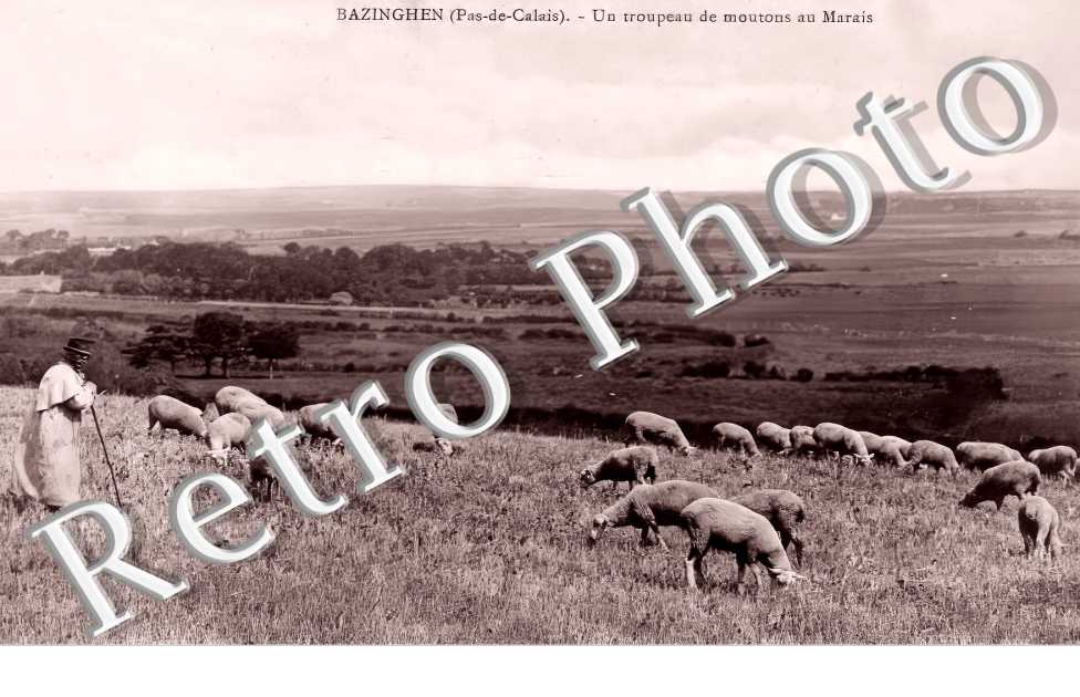un troupeau de moutons au Marais