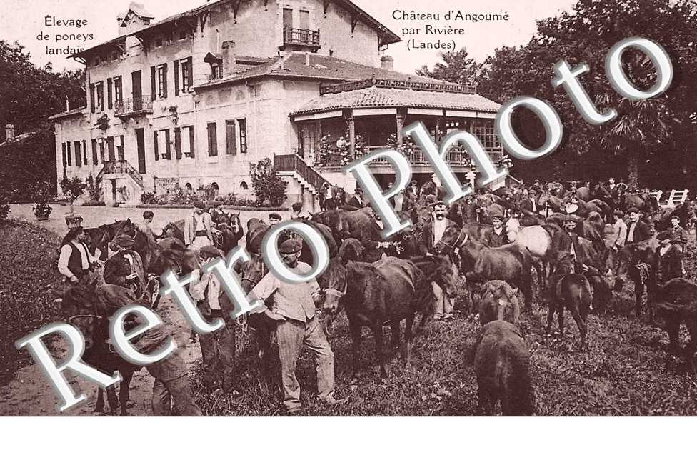 Château Elevage de poneys landais