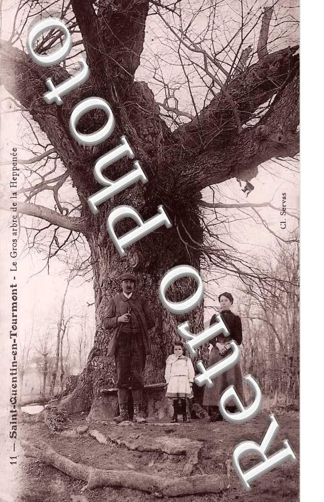 le gros arbre de la Heppenée