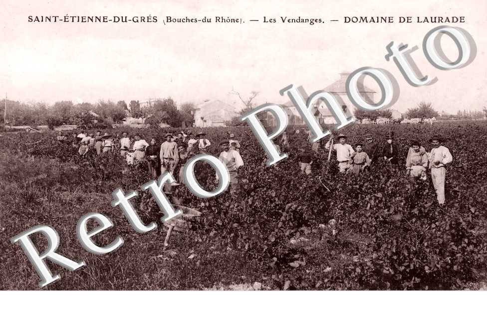 les vendanges. Domaine de laurade