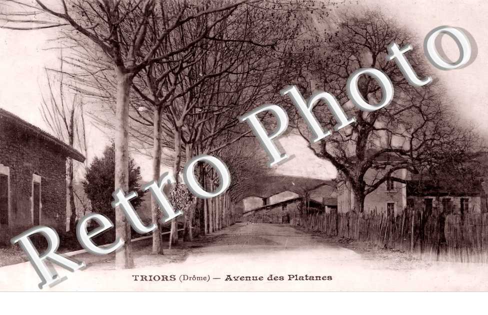 Avenue des Platanes