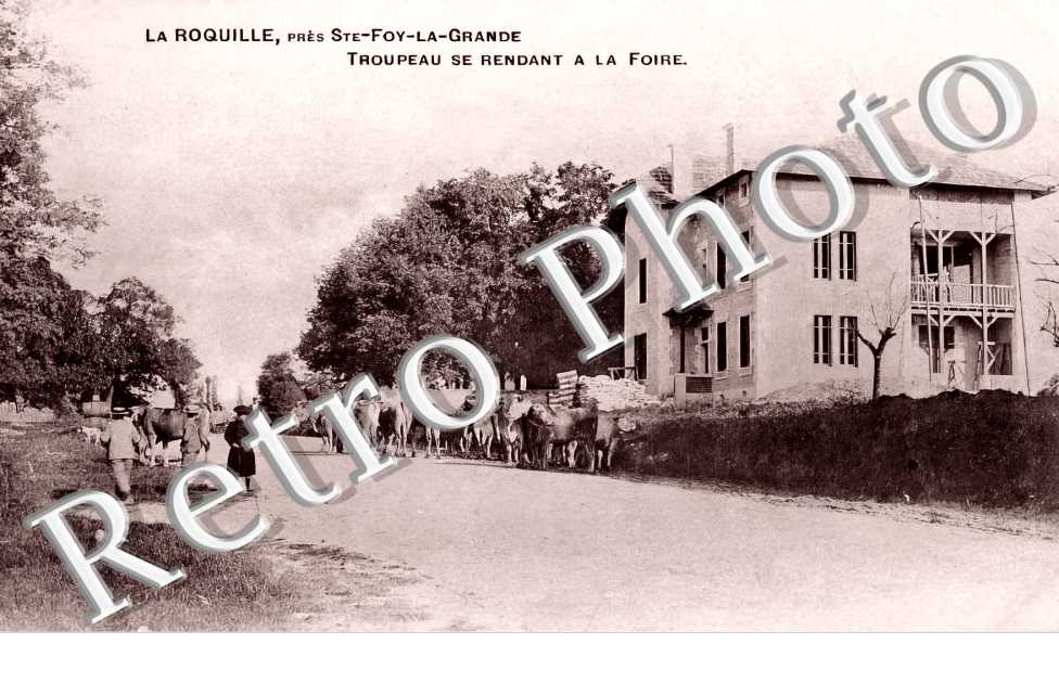 Troupeau se rendant à la foire