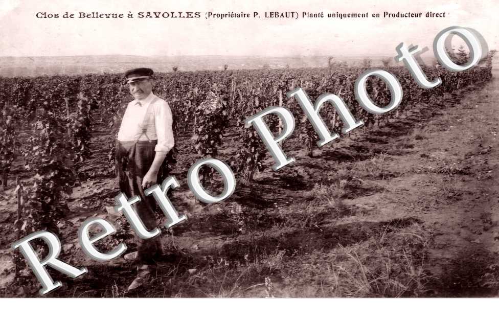 Clos de Bellevue (propriétaire P. Lebaut)