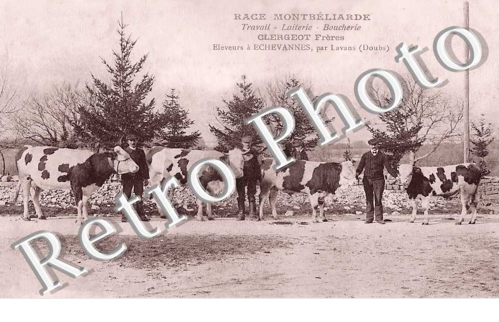 Clergeot Frères Eleveurs à Echevannes