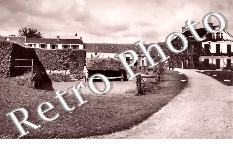 Le pin au haras - Haras de la Verrerie