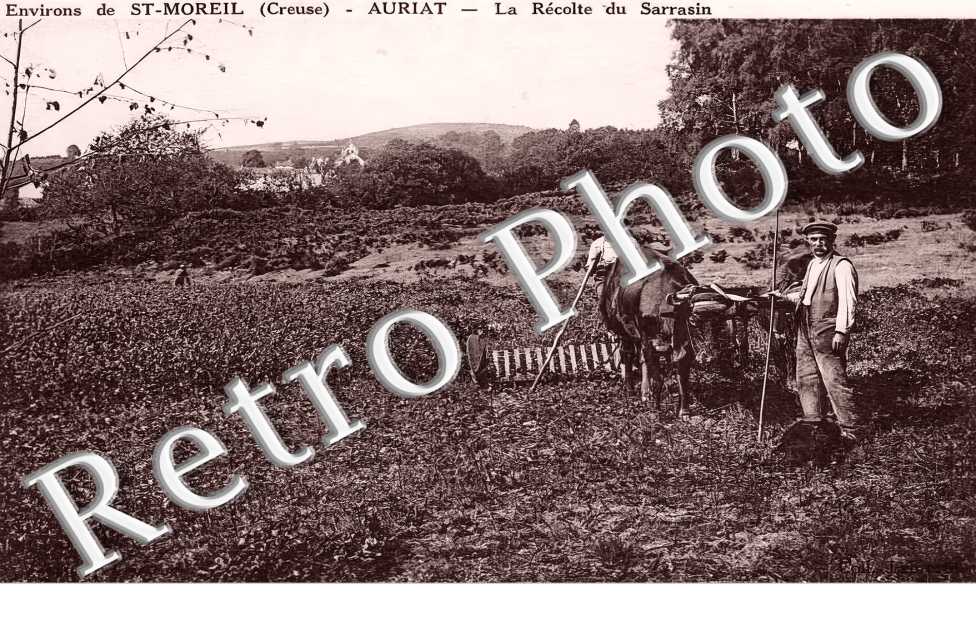 la récolte du Sarrasin