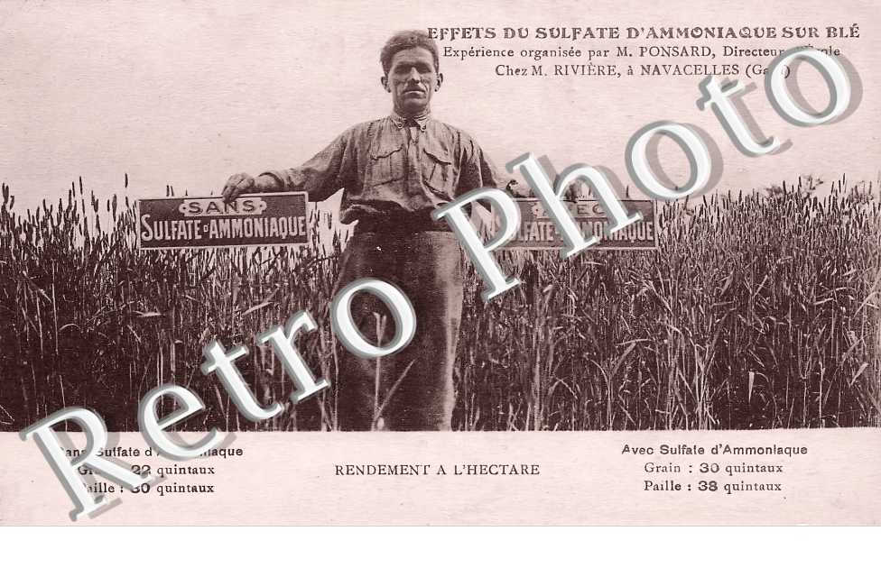Effets du sulfate d&#039;ammoniaque sur blé Chez Mr Rivière