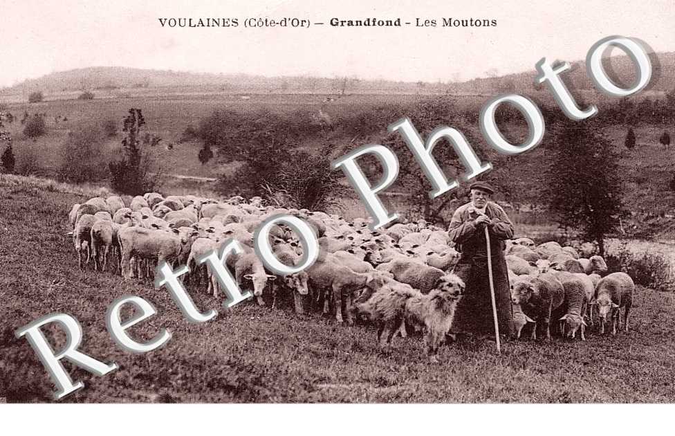 Grandfond. Les moutons