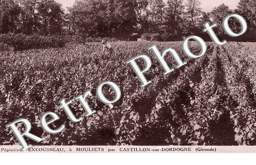 Pépéinières Excousseau