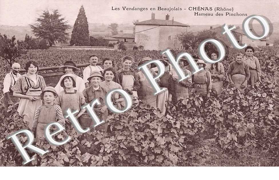 Les vendanges en Beaujolais. Hameau des Pinchons