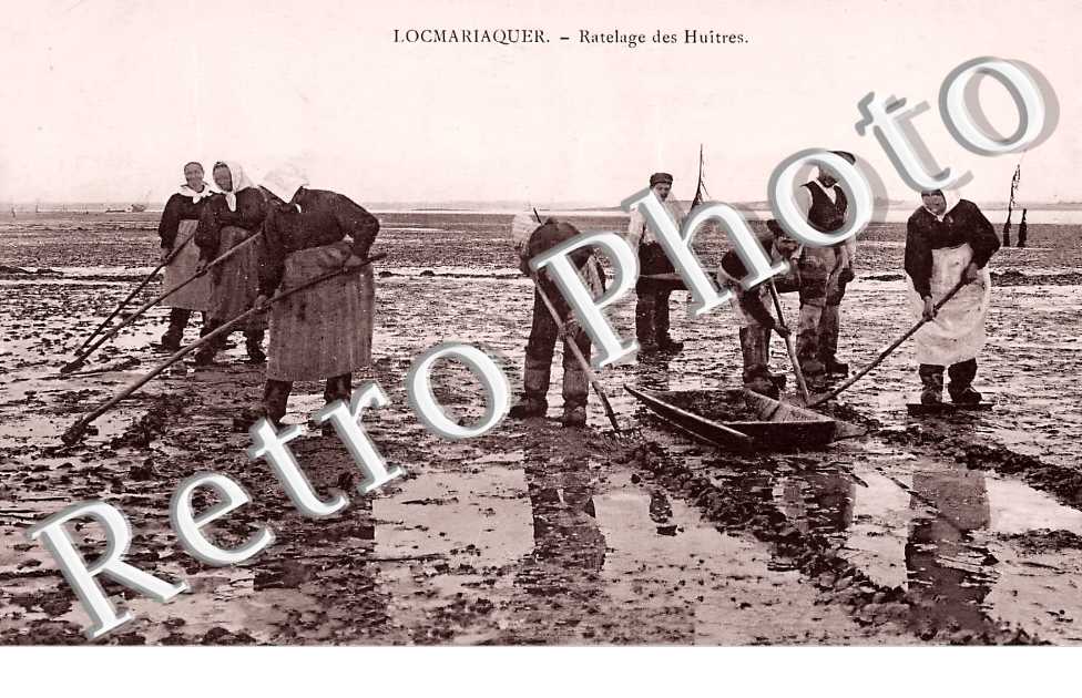 Ratelage des huitres