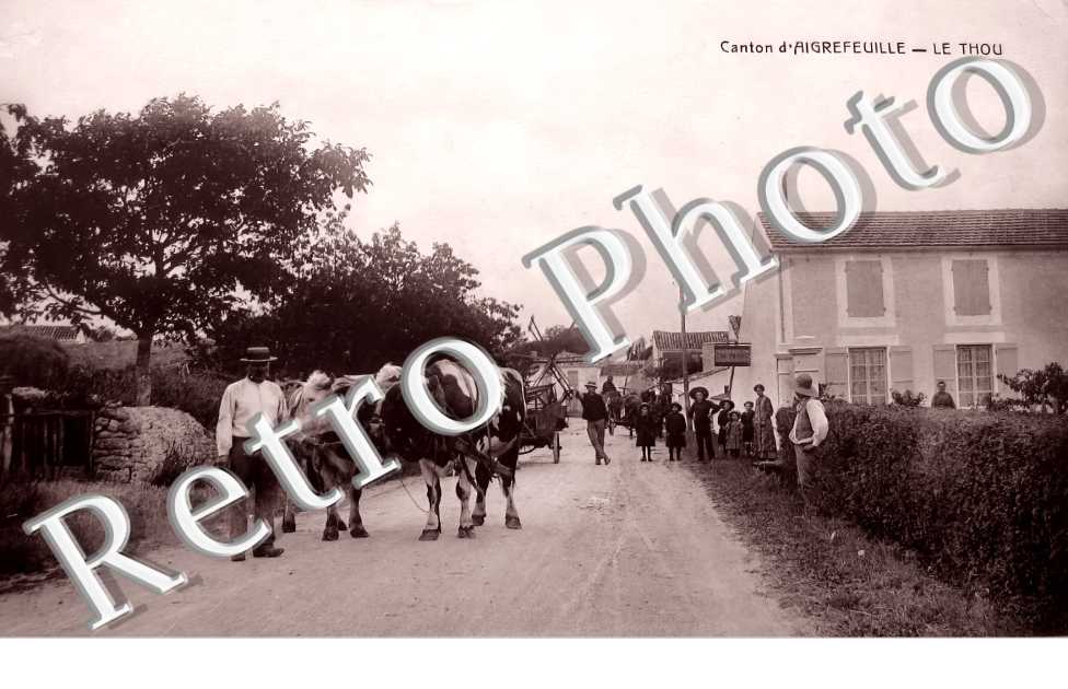 le bourg (attelage de boeufs)