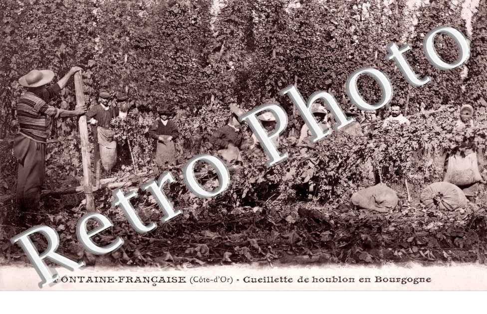 Cueillette de houblon en Bourgogne