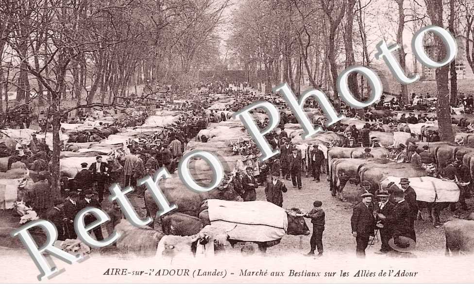 Marché aux bestiaux sur les allées de l&#039;Adour