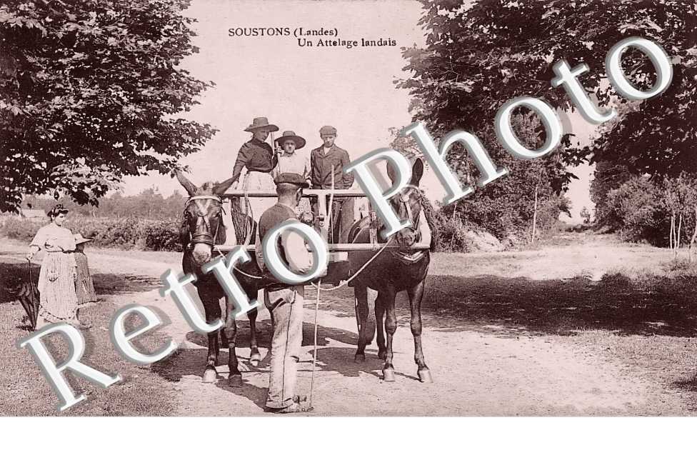 Un attelage landais