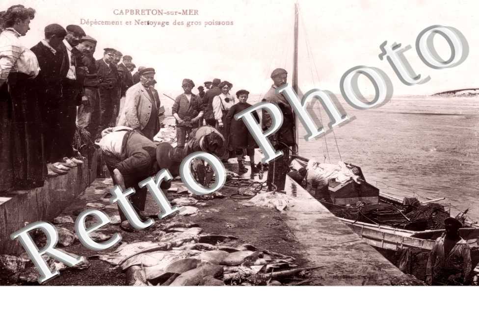 Cap-Breton-sur-Mer. Dépècement et Nettoyage des gros poissons