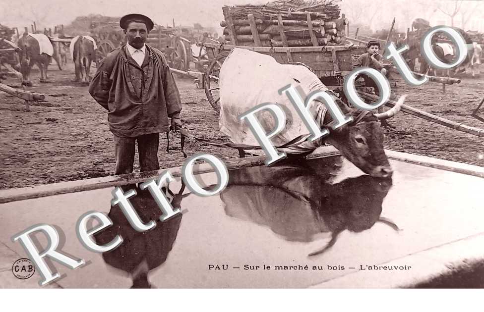 sur le marché au bois. L&#039;abreuvoir
