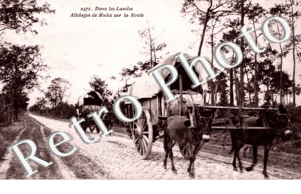 attelages de Mules sur la route