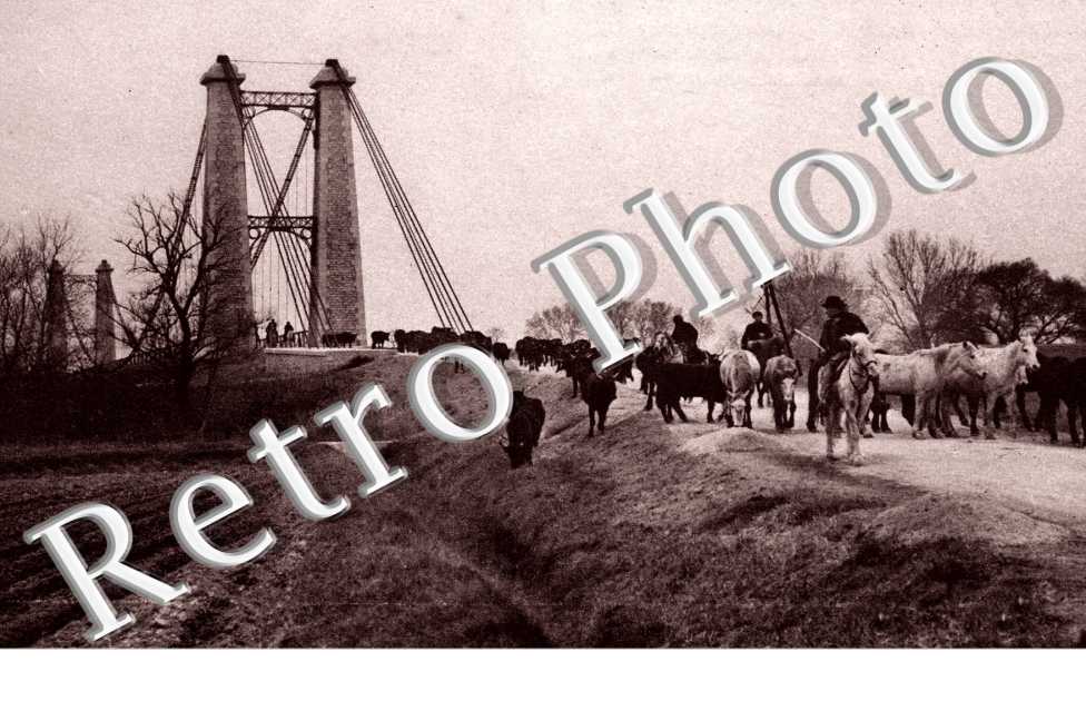 Transhumance des Taureaux, une partie de la Manade F. Granon descend du pont de Sylvereal