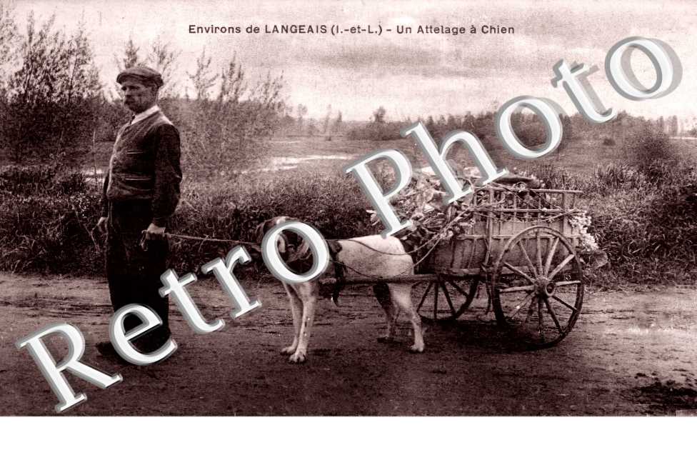 un attelage de chien