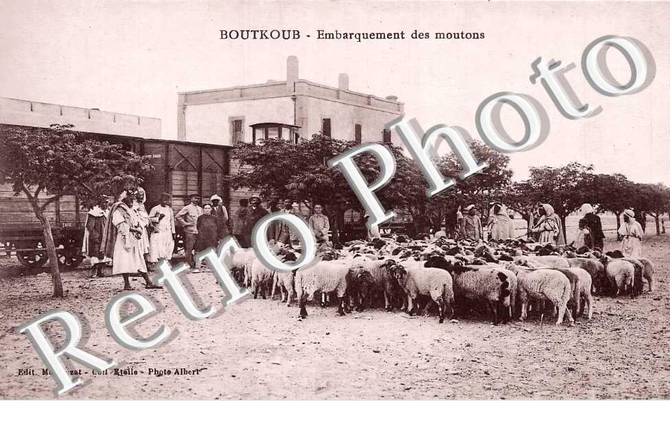 embarquement des moutons